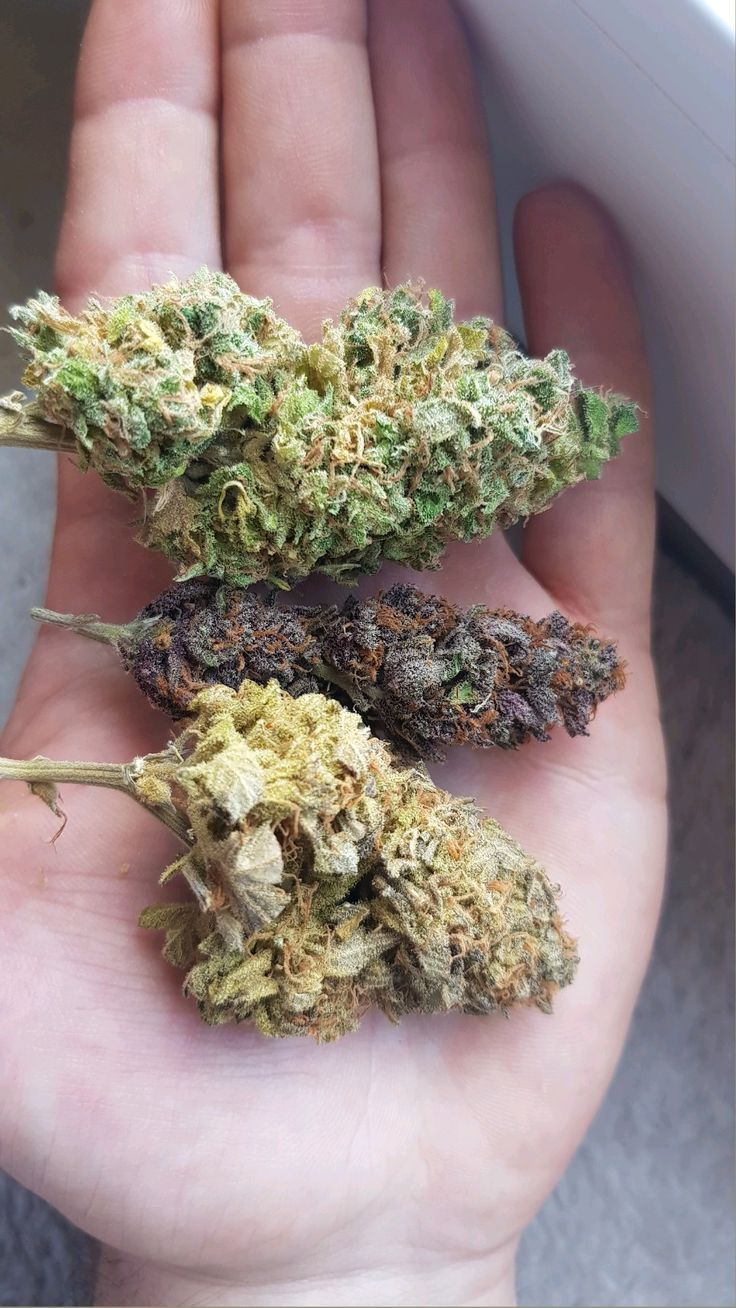 Cannabis and Medicine in Greece